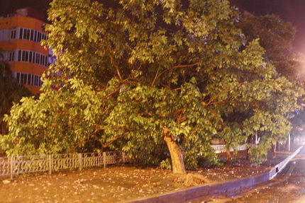 Ch&ugrave;m ảnh: H&agrave; Nội "tan n&aacute;t" sau trận mưa to, gi&oacute; lớn 19