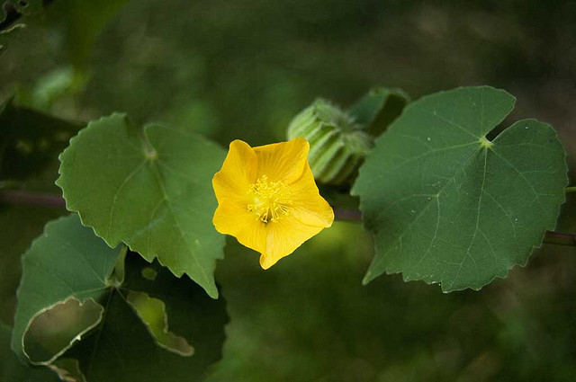 Đối phó với chứng lãng tai ở người cao tuổi 2 Đối phó với chứng lãng tai ở người cao tuổi 2