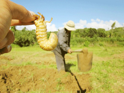 Kiếm bộn tiền nhờ săn sùng đất 1