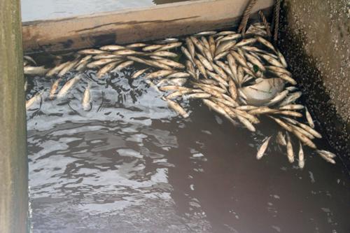 Cận cảnh cá chết trên đầm thủy sản Đình Vũ 1