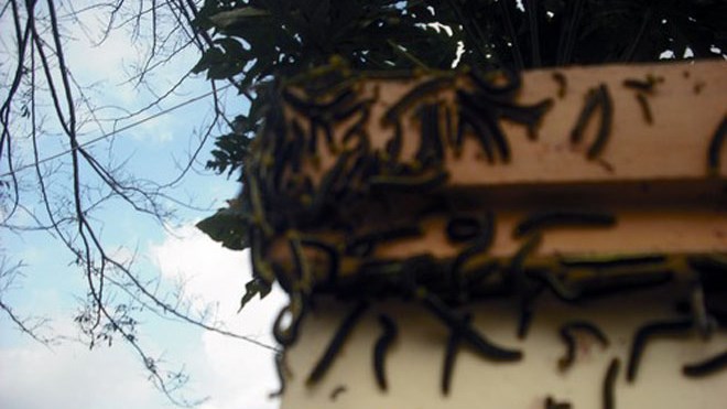 Kinh h&atilde;i s&acirc;u xuất hiện d&agrave;y đặc ở khu d&acirc;n cư 1