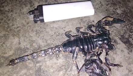 B&ograve; cạp 'khủng' v&agrave;o nh&agrave; d&acirc;n ch&iacute;ch ch&aacute;u b&eacute; bất tỉnh 1