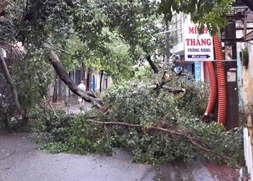 Các địa phương sau bão: Nhà sập, đường ngập, cây đổ la liệt 2