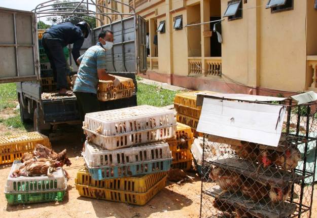 Lạng Sơn bắt giữ số lượng gia cầm nhập lậu 1