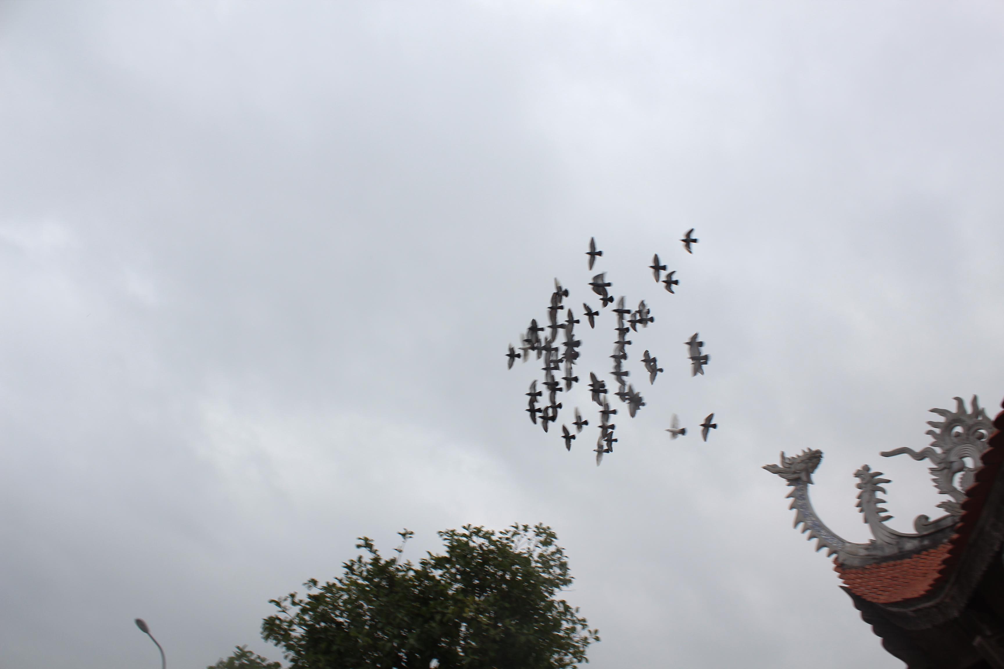 Chữ g&igrave; được chọn để khai b&uacute;t đầu năm? 6