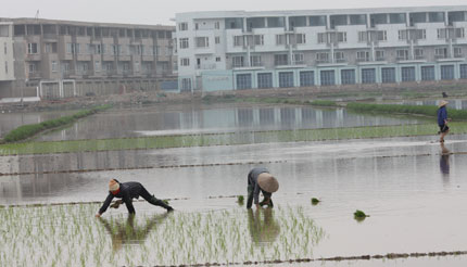 Cấp &ldquo;sổ đỏ&rdquo; cho đất kh&ocirc;ng giấy tờ 1