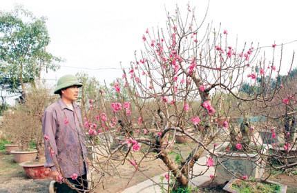 Chi hàng trăm triệu “săn” đào Tết 1