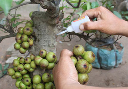 Cây cảnh ngày Tết: Coi chừng đồ rởm 1