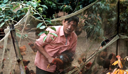 G&agrave; đồi Y&ecirc;n Thế đ&acirc;u rồi? 1