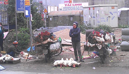 G&agrave; &ldquo;trốn dịch&rdquo; b&aacute;n rong khắp phố 1