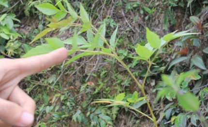 Quảng Nam: Đổ x&ocirc; l&ecirc;n rừng t&igrave;m &ldquo;thần dược&rdquo; 1