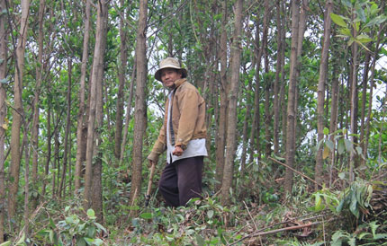 Quảng Nam: Đổ x&ocirc; l&ecirc;n rừng t&igrave;m &ldquo;thần dược&rdquo; 2