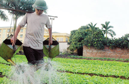 H&atilde;i h&ugrave;ng rau &ldquo;k&iacute;ch phọt&rdquo; 1