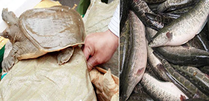 Ăn ba ba đ&atilde; chết dễ nhiễm độc 1