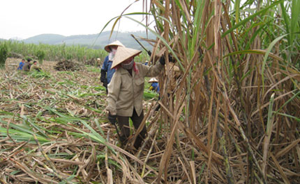 Đắng cay m&ugrave;a m&iacute;a xứ Thanh 1