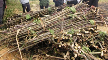 Đắng cay m&ugrave;a m&iacute;a xứ Thanh 2