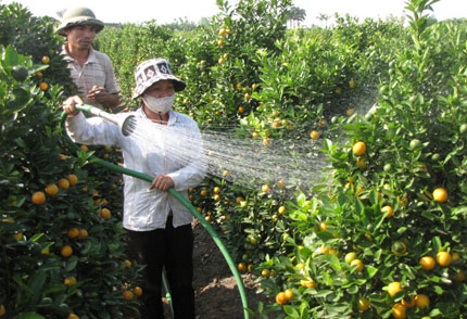 Quất Tết Văn Giang (Hưng Y&ecirc;n): Được m&ugrave;a, gi&aacute; rẻ như cho! 1