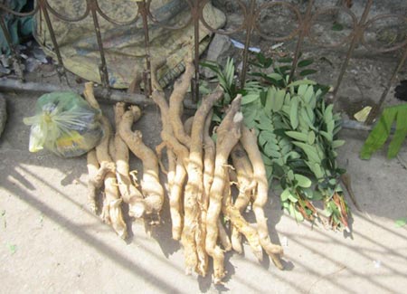 Tan n&aacute;t rừng v&igrave; c&acirc;y &ldquo;Viagra&rdquo; 1