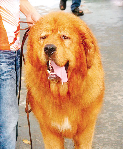 Những ch&uacute; cẩu khoe t&agrave;i 2