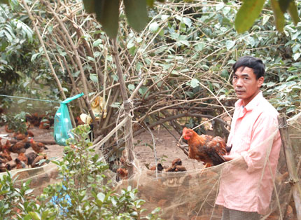 G&agrave; Y&ecirc;n Thế &ldquo;l&ecirc;n s&agrave;n&rdquo; đấu g&agrave; &ldquo;trọc đầu&rdquo; 1