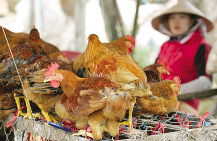 Gia cầm lậu &ldquo;phủ&rdquo; ng&otilde; phố, chợ tạm 1