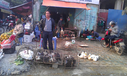 Gia cầm lậu &ldquo;phủ&rdquo; ng&otilde; phố, chợ tạm 2