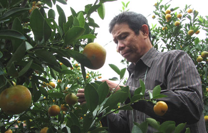 L&agrave;ng quất Hội An căng tr&ograve;n đ&oacute;n Tết 1