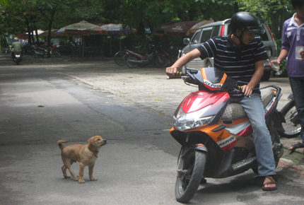 Những c&aacute;i chết kh&ocirc;ng đ&aacute;ng c&oacute; từ&hellip; ch&oacute; 1