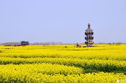 Đẹp lung linh cánh đồng hoa cải vàng ở Giang Tô 1