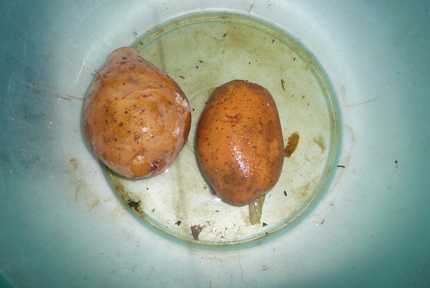 Kinh hoàng khoai tây để hơn 3 tháng trong nước không thối 1