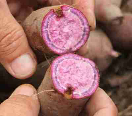 Loại bỏ độc tố trong khoai đ&atilde; l&ecirc;n mầm 3