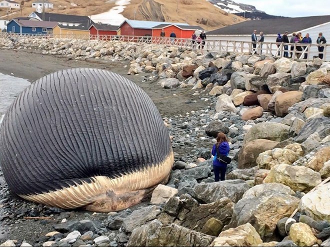 Cả thị trấn hoảng sợ vì xác cá voi khổng lồ nguy cơ phát nổ 1