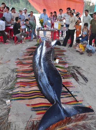 Cá voi nặng gần 1 tấn bên bờ biển Quảng Nam 2