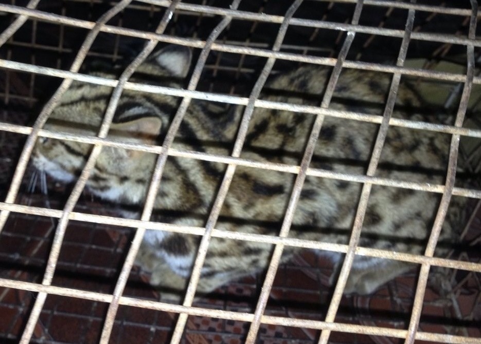 Ph&aacute;t hiện lo&agrave;i m&egrave;o qu&yacute; hiếm 1