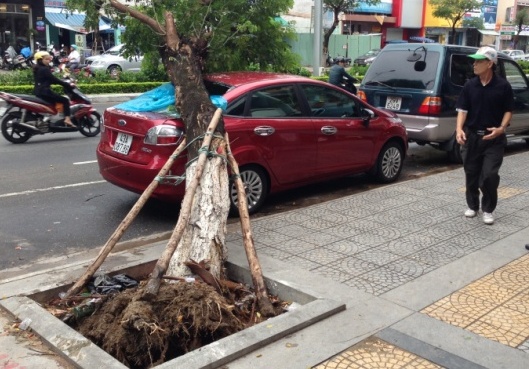 C&acirc;y xanh bỗng dưng ng&atilde; đổ đ&egrave; &ldquo;xế hộp&rdquo; tr&ecirc;n phố 1