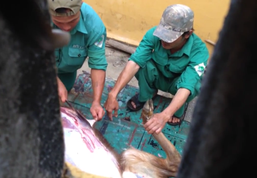 X&ocirc;n xao việc nh&acirc;n vi&ecirc;n vườn th&uacute; giết nai l&agrave;m thịt! 1