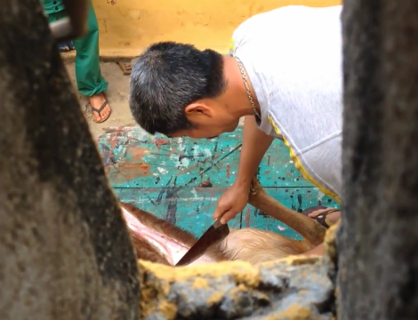 X&ocirc;n xao việc nh&acirc;n vi&ecirc;n vườn th&uacute; giết nai l&agrave;m thịt! 2