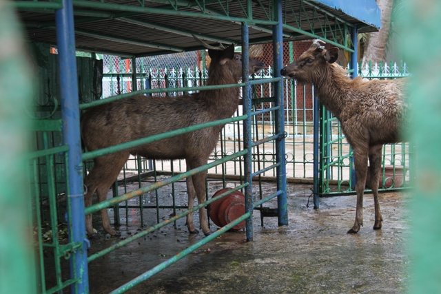 X&ocirc;n xao việc nh&acirc;n vi&ecirc;n vườn th&uacute; giết nai l&agrave;m thịt! 4