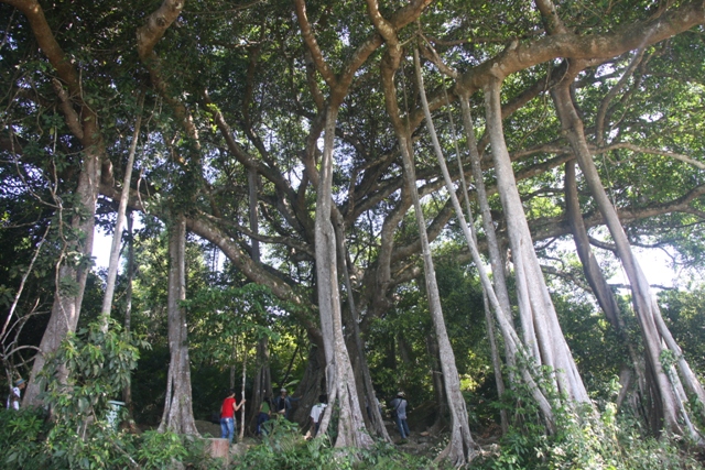 Đ&agrave; Nẵng: Nhiều hoạt động hướng về biển đảo 2