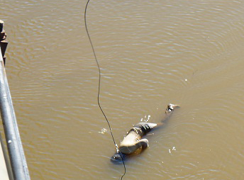 Hoảng hồn khi thấy thi thể nam thanh ni&ecirc;n nổi dưới ch&acirc;n cầu 1