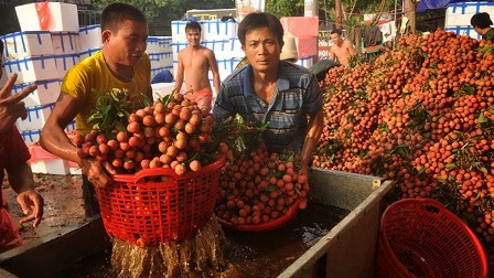 Vải tươi ti&ecirc;u thụ mạnh tại TP HCM 1