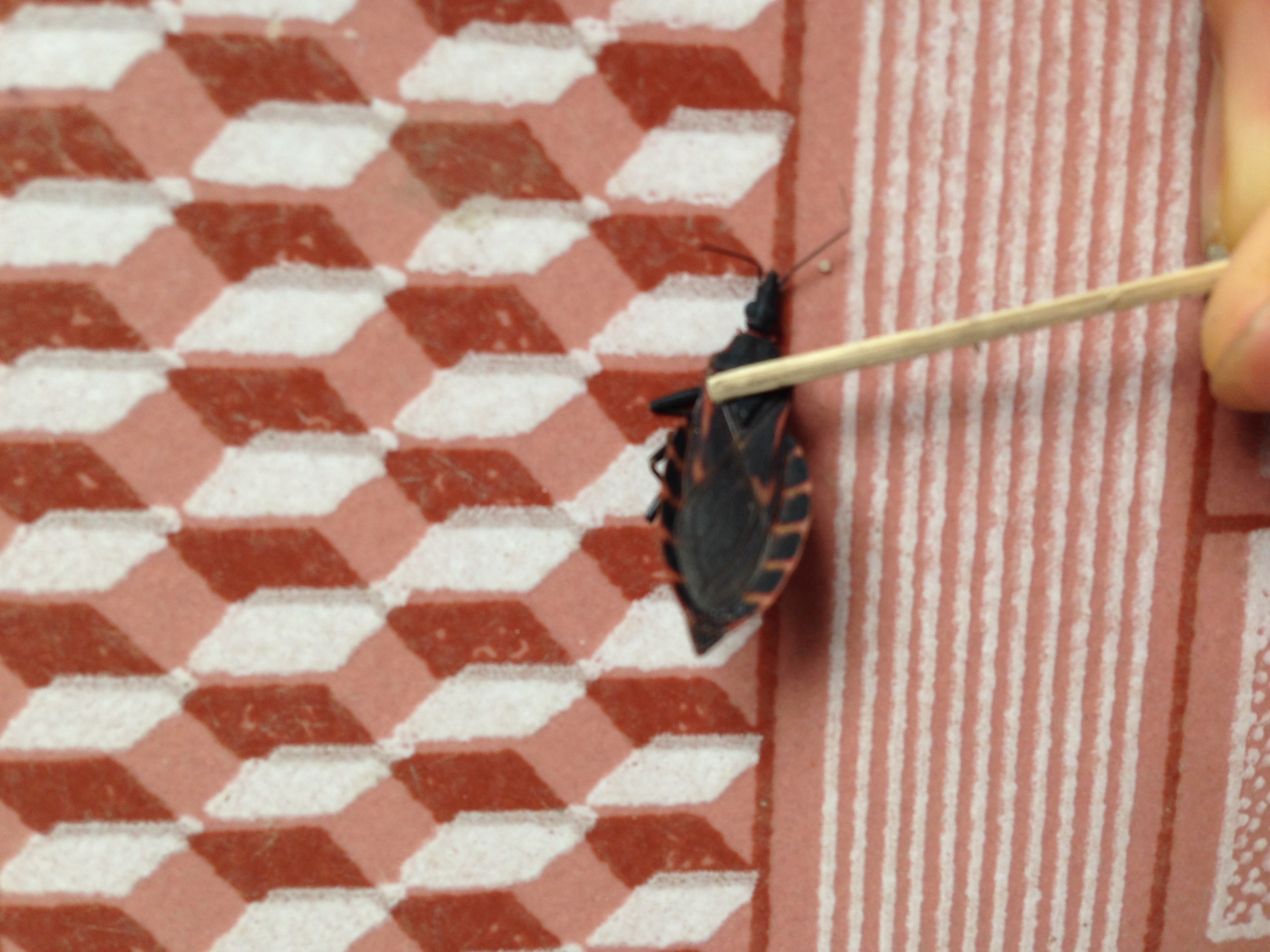 Bọ x&iacute;t h&uacute;t m&aacute;u người  xuất hiện tại Bắc Ninh 1