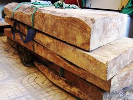 Rộ tin đồn tr&uacute;ng gỗ Sưa h&agrave;ng chục tỷ 1