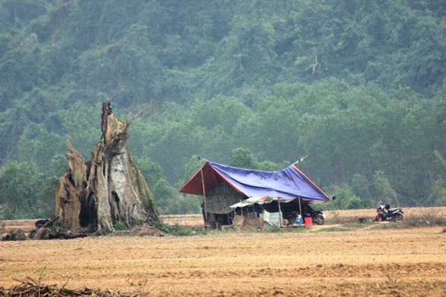 L&atilde;nh đạo VQG Phong Nha - Kẻ B&agrave;ng kh&ocirc;ng đi t&igrave;m c&acirc;y sưa chục tỉ theo tin đồn 2