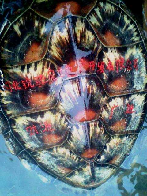 Bắt được r&ugrave;a biển c&oacute; d&ograve;ng chữ H&aacute;n 2