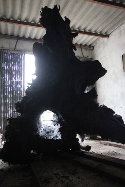 Quảng B&igrave;nh: Gốc hu&ecirc; khủng được định gi&aacute; 17 tỷ đồng 2