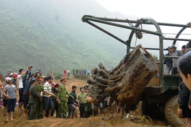 Ph&aacute;t hiện th&ecirc;m 3 gốc gỗ Hu&ecirc; khủng trong VQG Phong Nha - Kẻ B&agrave;ng? 1