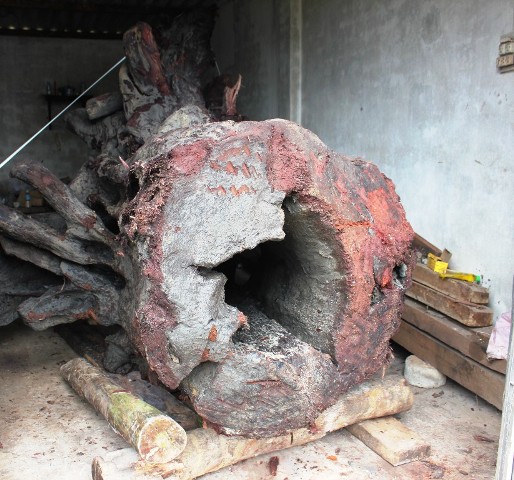 Gốc huê "khủng" tìm thấy ở Quảng Bình giá bao nhiêu? 2