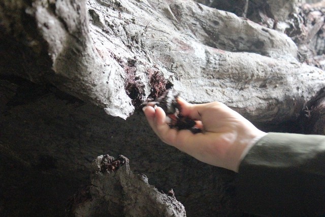 Gốc huê "khủng" tìm thấy ở Quảng Bình giá bao nhiêu? 3