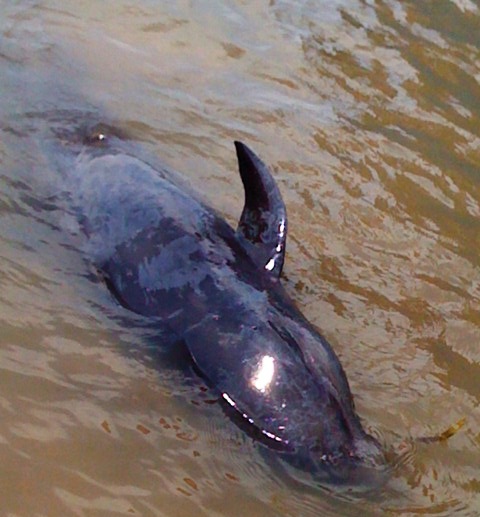 Quảng Bình: Giải cứu cá voi mắc cạn 1